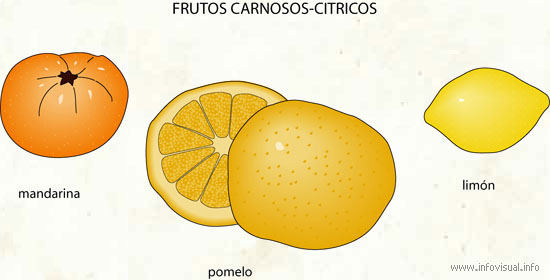 Frutos carnosos-citricos (Diccionario visual)